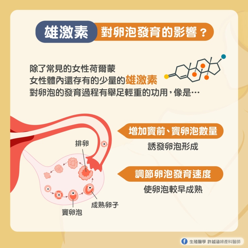 卵子發育原來和雄激素有關？！ - 生殖醫學｜ 許越涵婦產科醫師